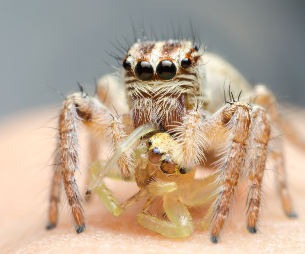 jumping spider eating