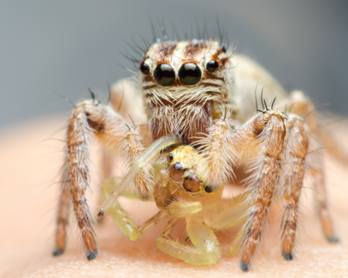 jumping spider eating