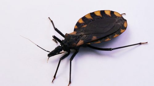 kissing bugs