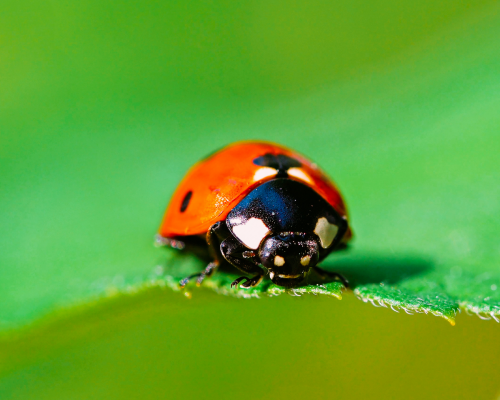 ladybugs