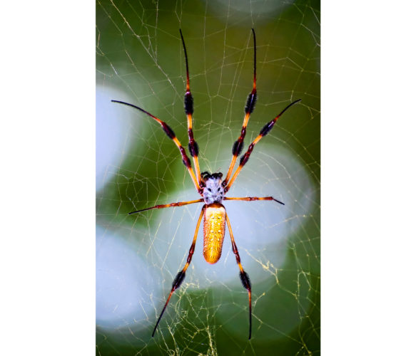 large banana spider on web