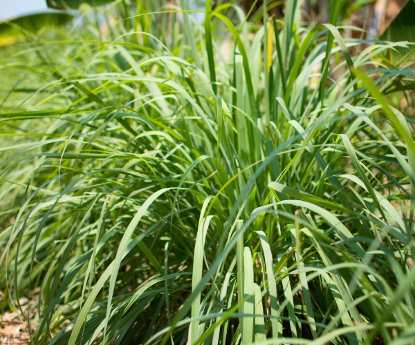 Lemongrass or Lapine or West Indian were planted on the ground. It is a shrub, its leaves are long and slender green. It is a shrub, its leaves are long and slender green.