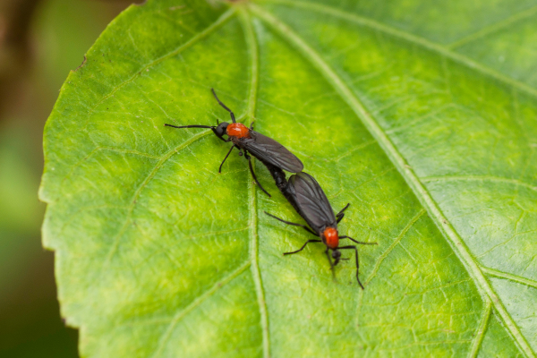 lovebugs mating