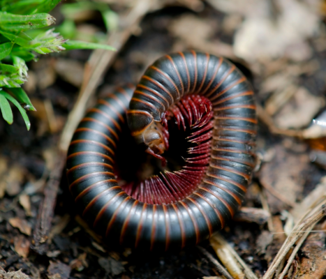 millipede