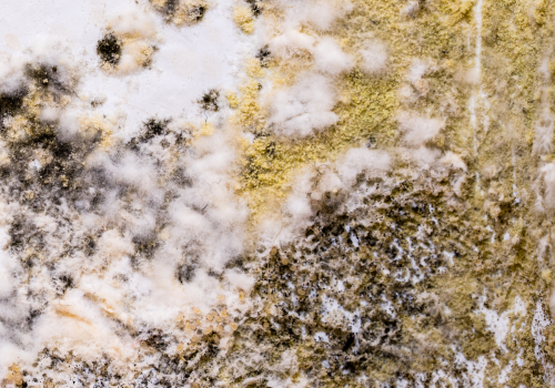 mold mites on wall