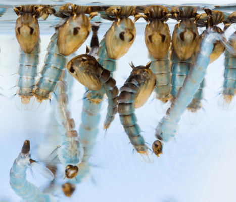 mosquito larvae in water