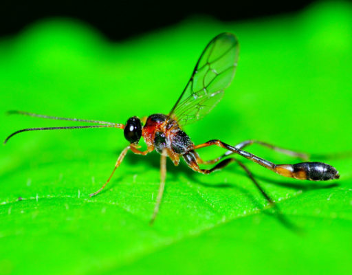 mud wasp