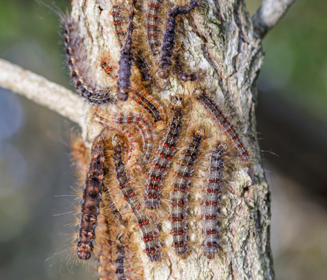 multiple gypsy moth larva on tree