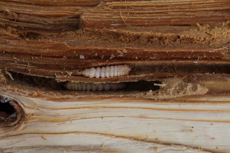 old house borer larvae
