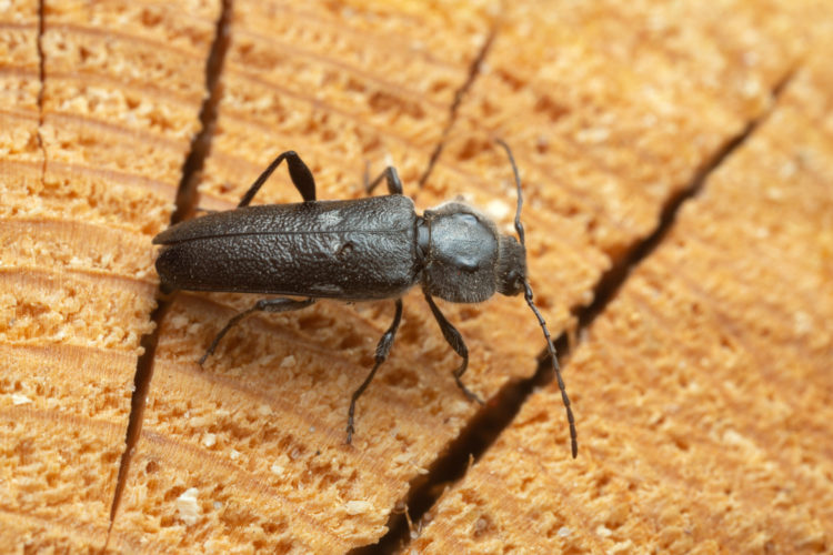 Female old house borer