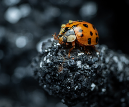 orange ladybug