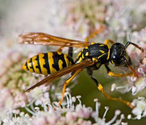 paper wasps