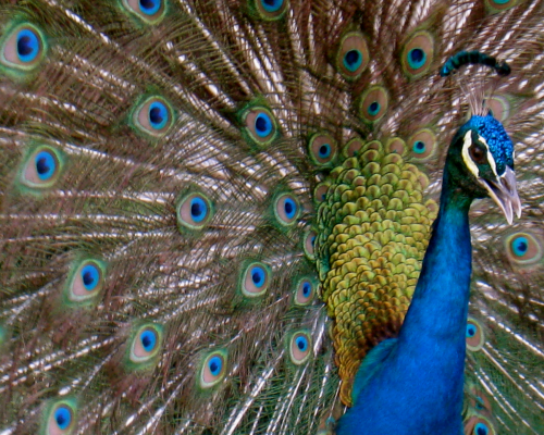 peacock