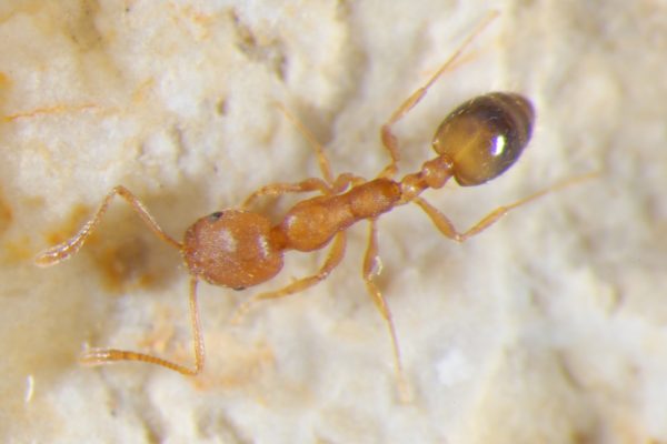 pharoah ant