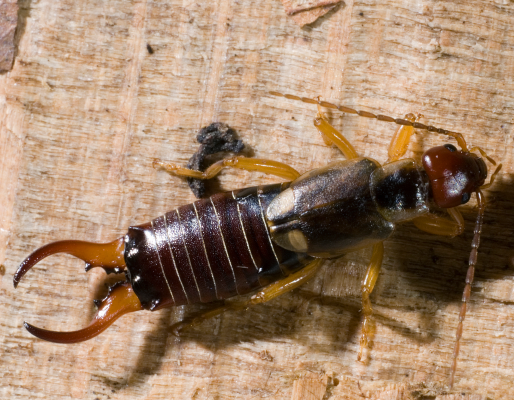 pincher bugs on table