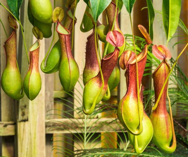 a tropical pitcher plants