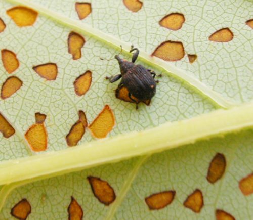 poplar-weevil