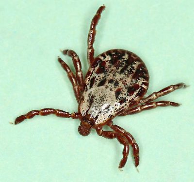 rocky mountain wood tick