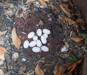 snake eggs