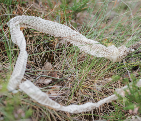 snake skin on grass