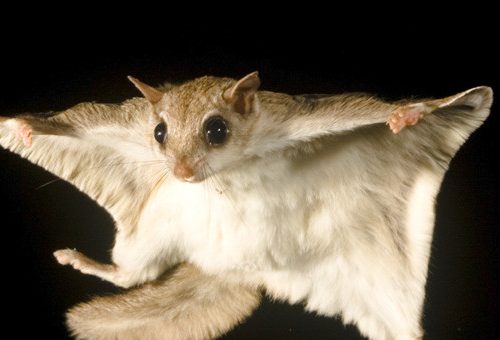 southern-flying-squirrel-raleigh-nc-remove-722x340