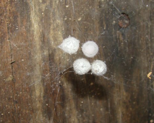 spider eggs