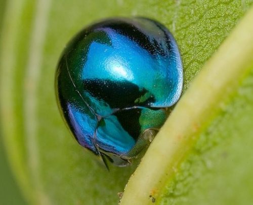 steelblue ladybugs