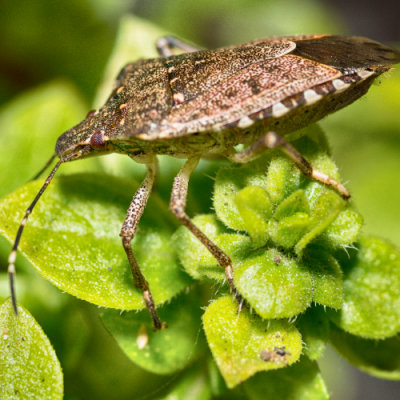 stink bug on leaf