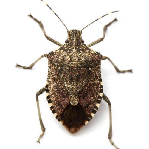 stink bugs