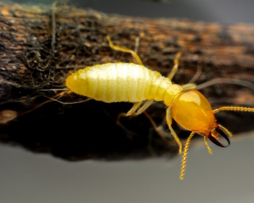 subterranean termite