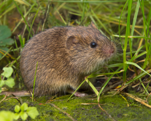 vole in grass