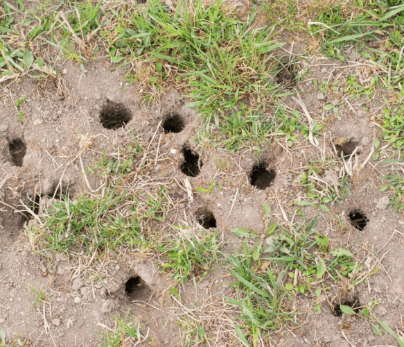 voles holes