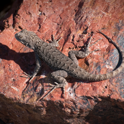 western fence lizard