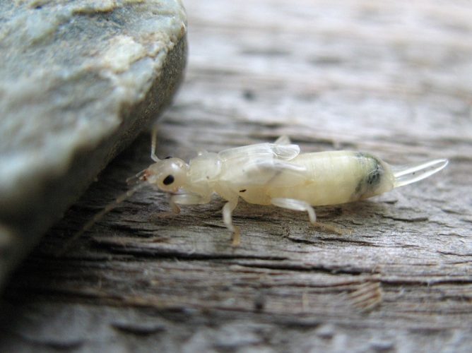 white earwig