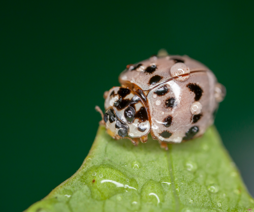 white ladybug