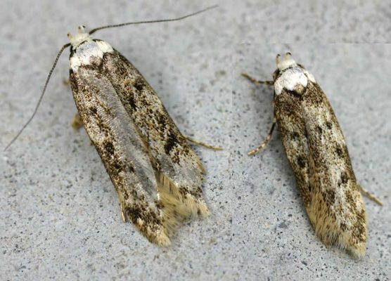 white shouldered pantry moth