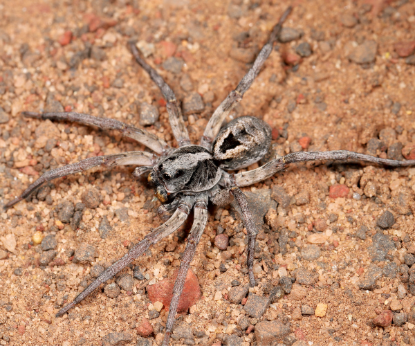 wolf spider close up