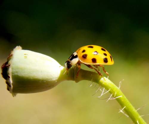 yellow ladybug