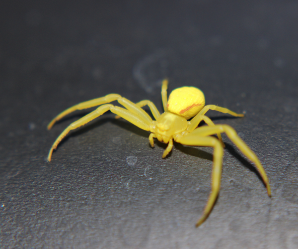 yellow sac spiders